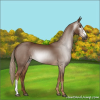Horse Color:Gray Chestnut 