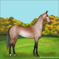 Horse Color:Gray Bay Roan 
