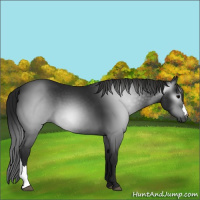 Horse Color:Gray Black 