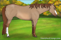 Horse Color:Red Dun 