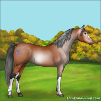 Horse Color:Gray Bay 