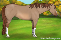 Horse Color:Red Dun