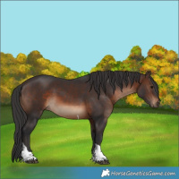 Horse Color:Brown Tobiano Rabicano