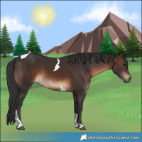 Horse Color:Brown Tobiano Rabicano 