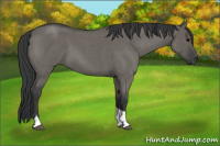 Horse Color:Grullo Roan Tobiano 