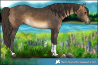 Horse Color:Buckskin Tobiano Rabicano