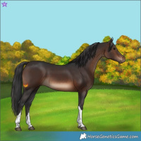 Horse Color:Brown Tobiano Rabicano 