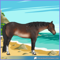 Horse Color:Brown Tobiano Rabicano