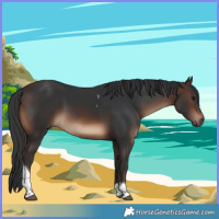 Horse Color:Brown Tobiano Rabicano 