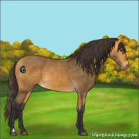 Horse Color:Buckskin 