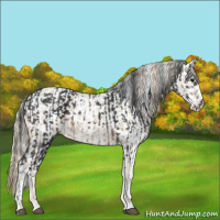 Horse Color:Brown Tobiano Rabicano  and Smoky Creme Roan Dun Appaloosa 