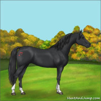 Horse Color:Black Tobiano Rabicano 