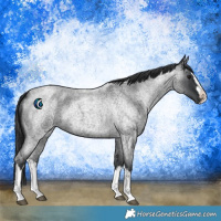 Horse Color:Blue Roan Splash 
