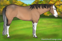 Horse Color:Bay Dun Splash