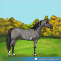 Horse Color:Grullo Roan Tobiano 