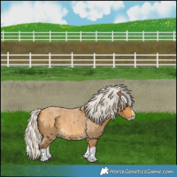 Horse Color:Silver Buckskin Roan Splash 