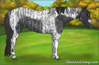 Horse Color:Blue Roan  and Black Tobiano 