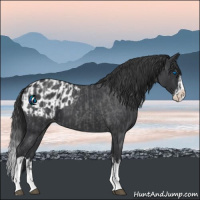 Horse Color:Blue Roan Sabino Splash  and Blue Roan Sabino Splash Appaloosa 