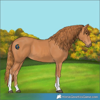 Horse Color:Chestnut Tobiano 