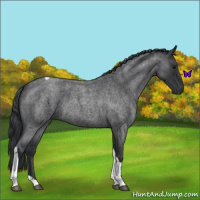 Horse Color:Blue Roan Tobiano 