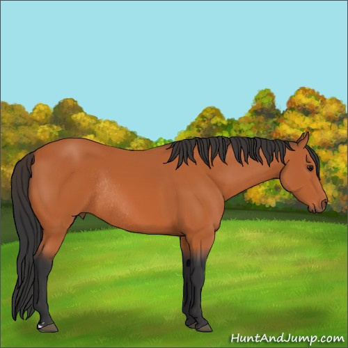 Horse Color:Bay Rabicano