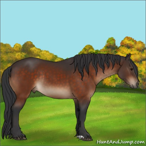 Horse Color:Bay Rabicano 
