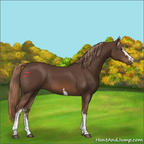 Horse Color:White Spotted Liver Chestnut Tobiano 