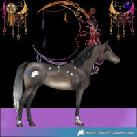 Horse Color:White Spotted Brown Dun Tobiano Rabicano 