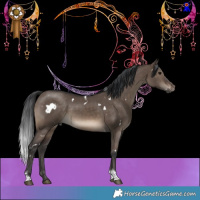 Horse Color:White Spotted Brown Dun Tobiano Rabicano