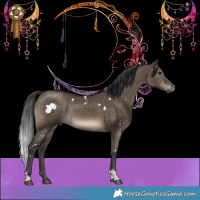 Horse Color:White Spotted Brown Dun Tobiano Rabicano 