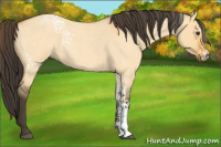 Horse Color:White Spotted Buckskin Roan Dun 