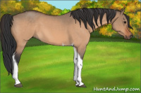 Horse Color:Bay Roan Dun Tobiano 