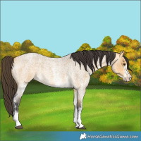 Horse Color:White Spotted Buckskin Roan Dun 