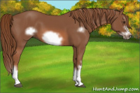 Horse Color:Chestnut Splash Frame 