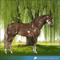 Horse Color:White Spotted Chocolate Palomino Tobiano 