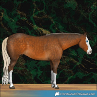 Horse Color:Chocolate Palomino Splash 