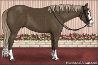 Horse Color:Chocolate Palomino Splash
