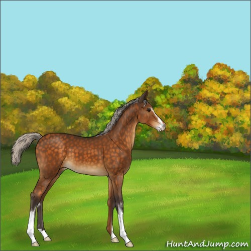 Horse Color:Silver Buckskin Sabino 