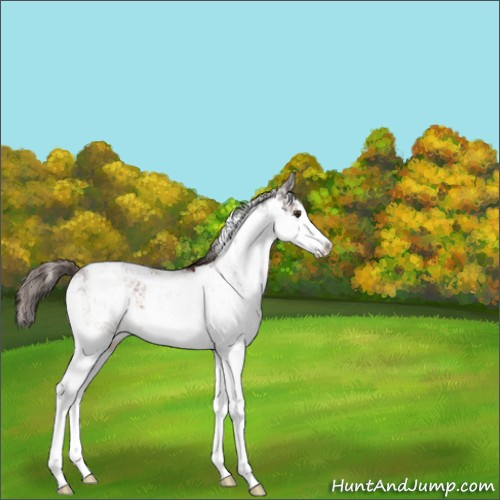 Horse Color:Liver Chestnut Sabino 