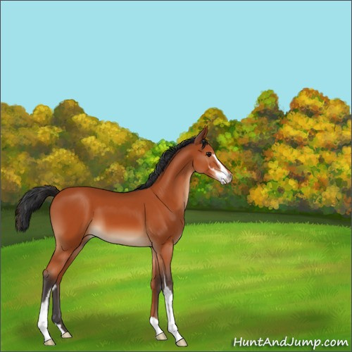 Horse Color:Bay Sabino 