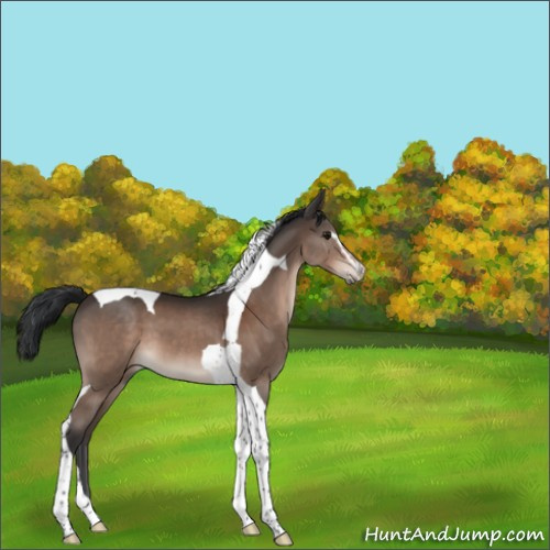Horse Color:Brown Sabino Tobiano 