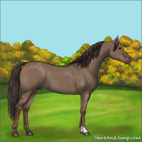 Horse Color:Liver Red Dun 