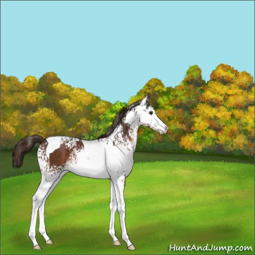 Horse Color:White Spotted Liver Chestnut Tobiano 