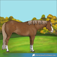 Horse Color:Chocolate Palomino Splash 
