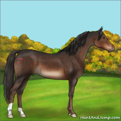 Horse Color:Liver Chestnut 