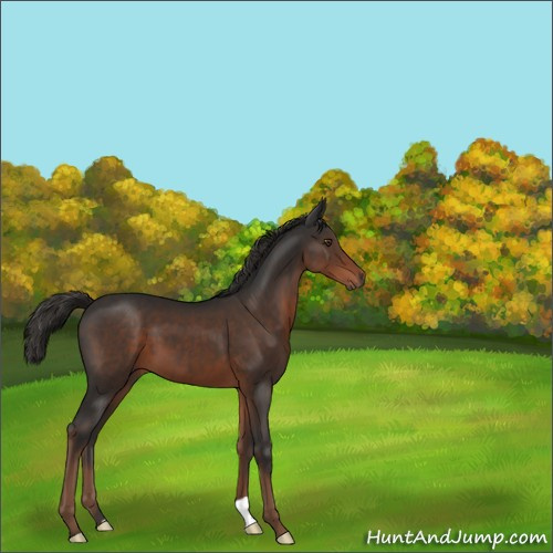 Horse Color:Liver Chestnut 