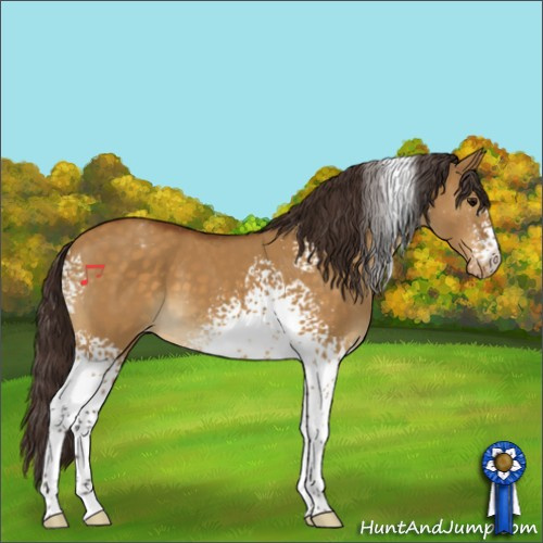 Horse Color:White Spotted Buckskin Dun Sabino Appaloosa 