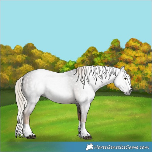 Horse Color:Gray Chocolate Palomino Splash 