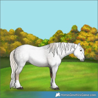 Horse Color:Gray Chocolate Palomino Splash 