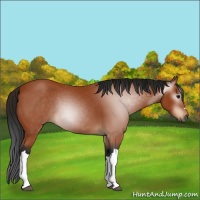 Horse Color:Gray Bay 